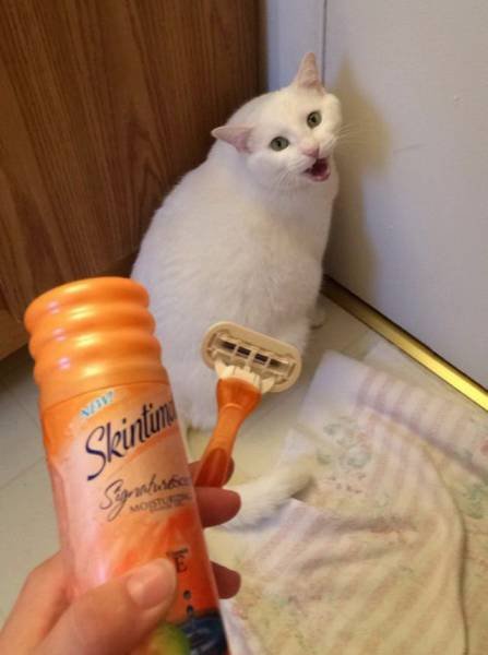 Bildschirmarbeiter - Picdump 10.03.2017 - NACHSCHLAG