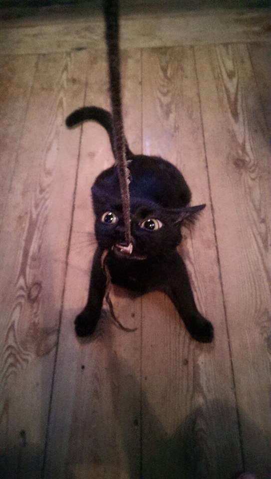 Bildschirmarbeiter - Picdump 10.03.2017 - NACHSCHLAG