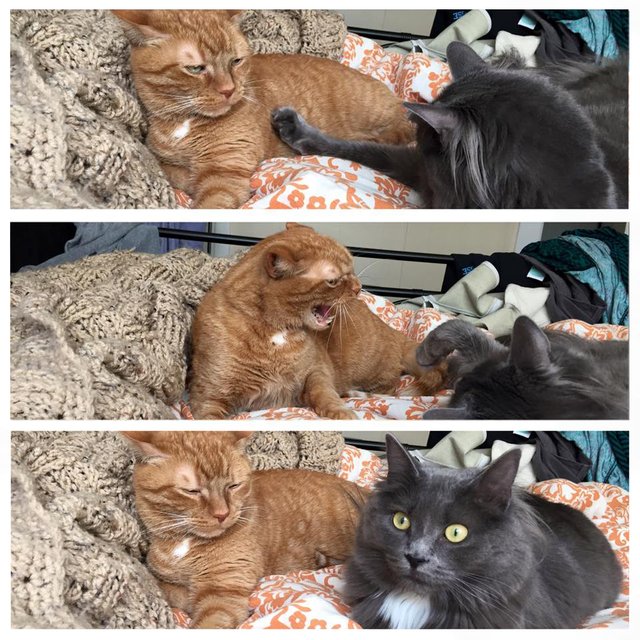 Bildschirmarbeiter - Picdump 17.03.2017 - NACHSCHLAG