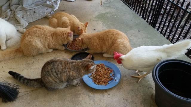 Bildschirmarbeiter - Picdump 07.04.2017