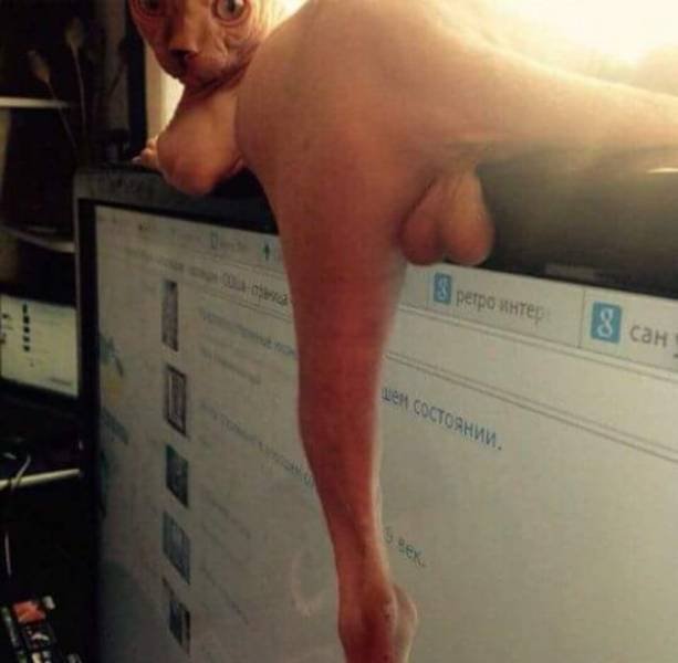 Bildschirmarbeiter - Picdump 28.04.2017