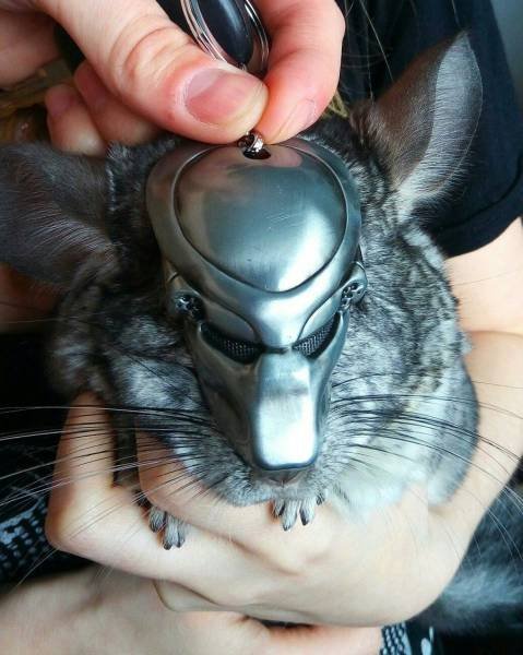 Bildschirmarbeiter - Picdump 28.04.2017