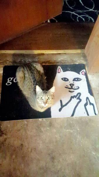 Bildschirmarbeiter - Picdump 05.05.2017