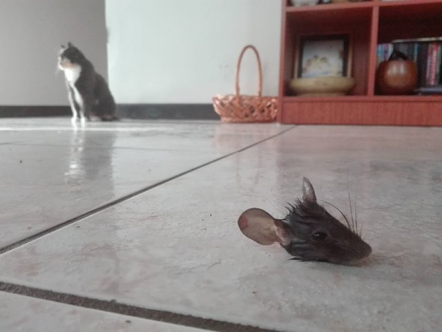 Bildschirmarbeiter - Picdump 05.05.2017