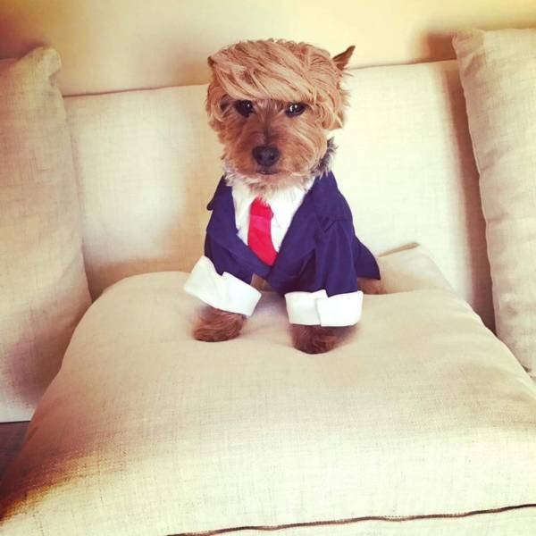 Bildschirmarbeiter - Picdump 02.06.2017