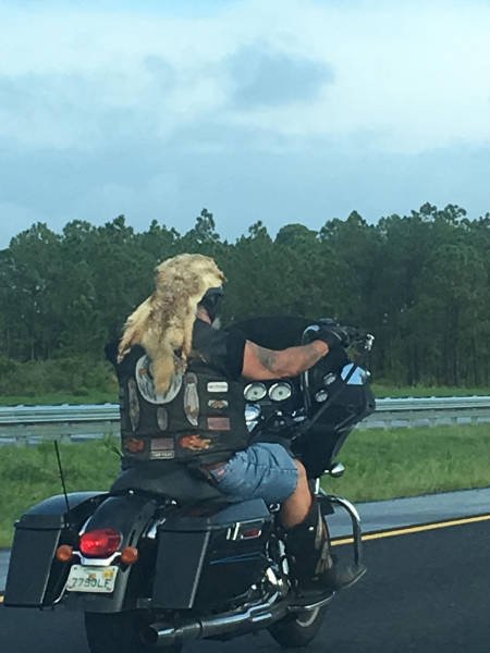 Bildschirmarbeiter - Picdump 09.06.2017