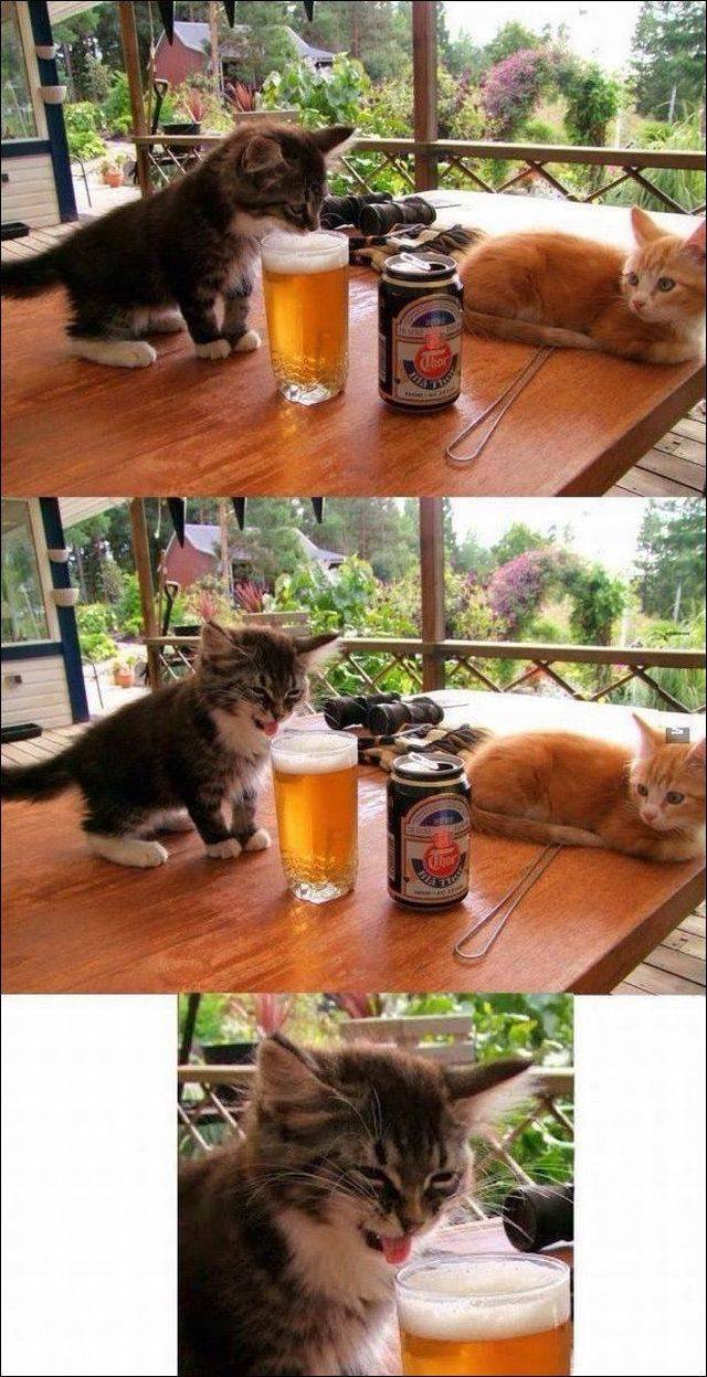 Bildschirmarbeiter - Picdump 16.06.2017