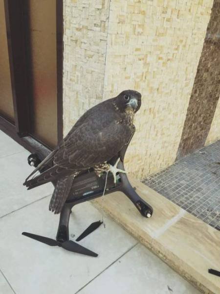 Bildschirmarbeiter - Picdump 16.06.2017