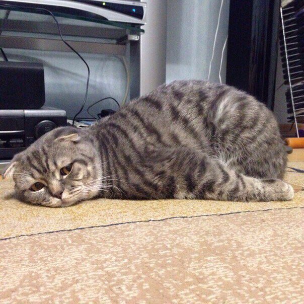 Bildschirmarbeiter - Picdump 16.06.2017