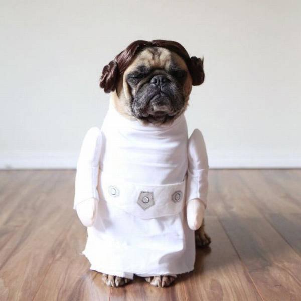 Bildschirmarbeiter - Picdump 30.06.2017