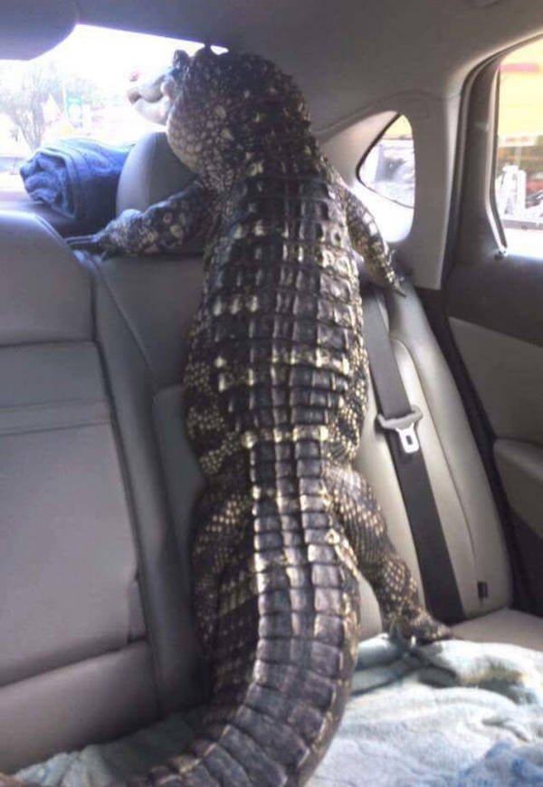 Bildschirmarbeiter - Picdump 30.06.2017