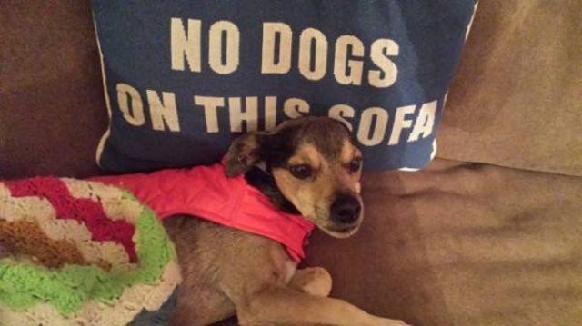 Bildschirmarbeiter - Picdump 07.07.2017