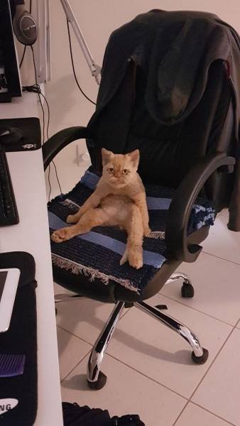 Bildschirmarbeiter - Picdump 14.07.2017