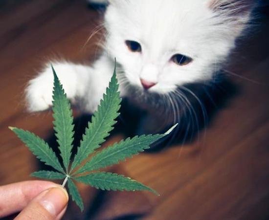 Bildschirmarbeiter - Picdump 14.07.2017