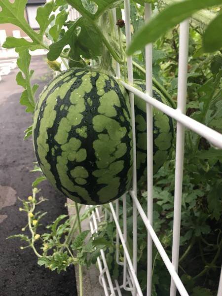 Bildschirmarbeiter - Picdump 21.07.2017