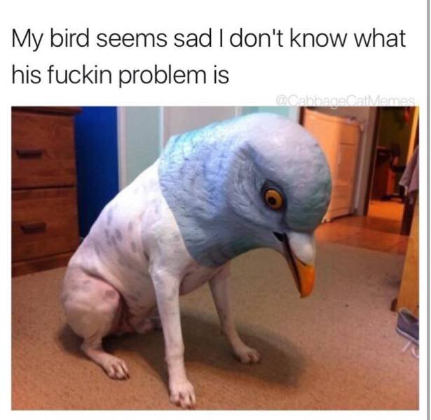 Bildschirmarbeiter - Picdump 04.08.2017