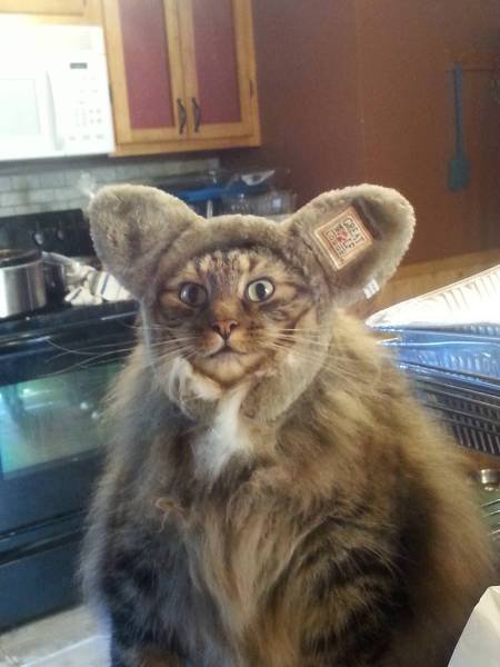 Bildschirmarbeiter - Picdump 04.08.2017