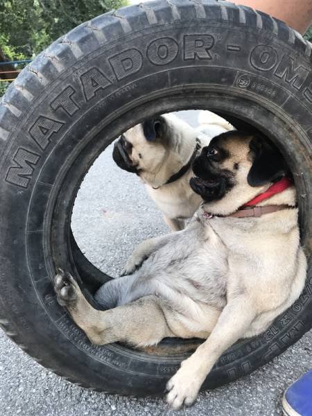 Bildschirmarbeiter - Picdump 11.08.2017