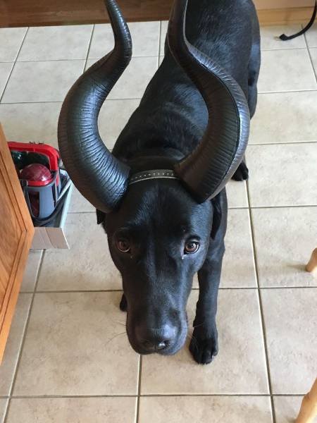 Bildschirmarbeiter - Picdump 18.08.2017