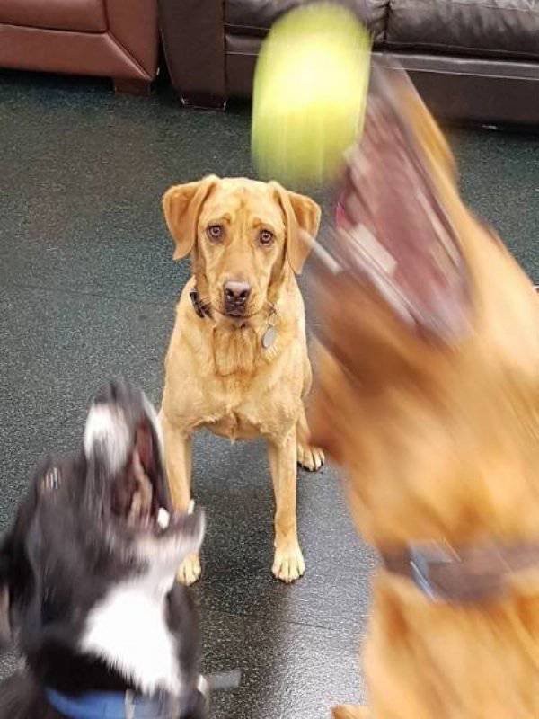 Bildschirmarbeiter - Picdump 18.08.2017