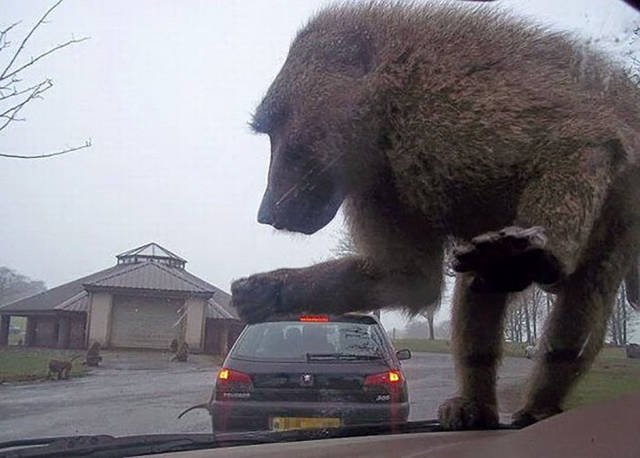 Bildschirmarbeiter - Picdump 01.09.2017