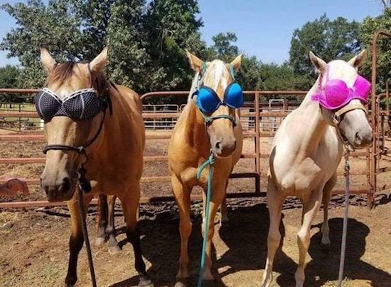 Bildschirmarbeiter - Picdump 01.09.2017