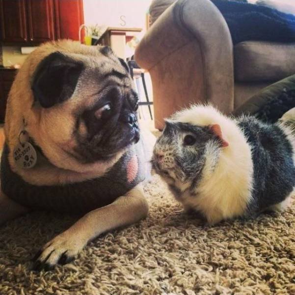 Bildschirmarbeiter - Picdump 08.09.2017