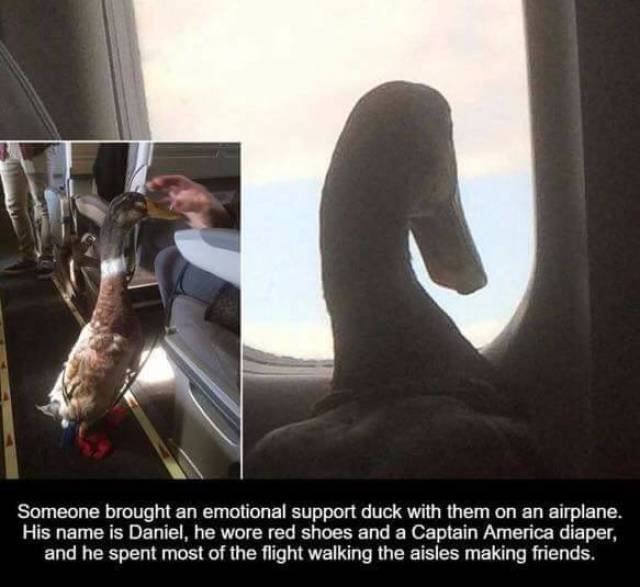 Bildschirmarbeiter - Picdump 15.09.2017