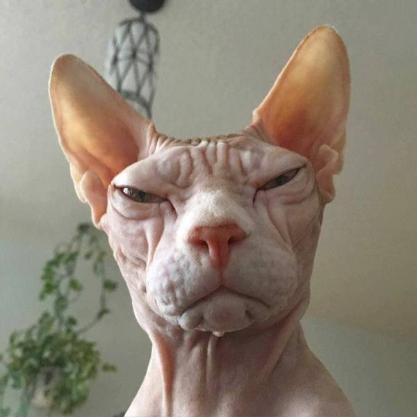 Bildschirmarbeiter - Picdump 22.09.2017