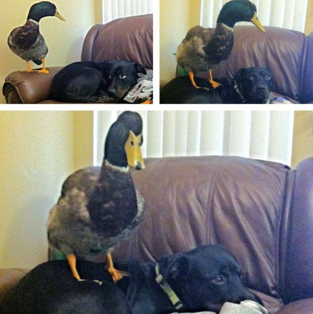 Bildschirmarbeiter - Picdump 29.09.2017