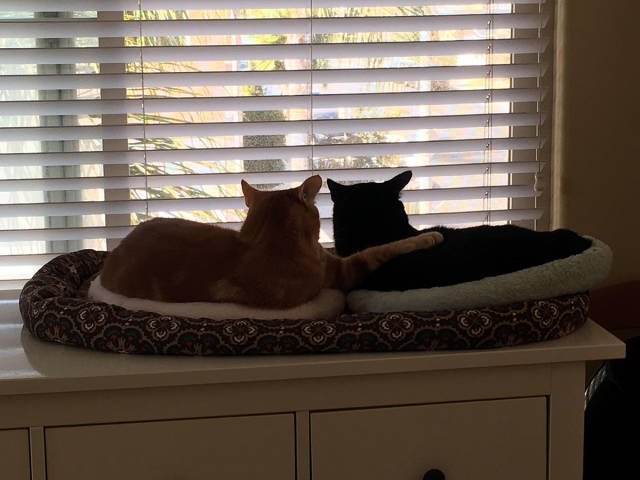 Bildschirmarbeiter - Picdump 20.10.2017 - Nachschlag