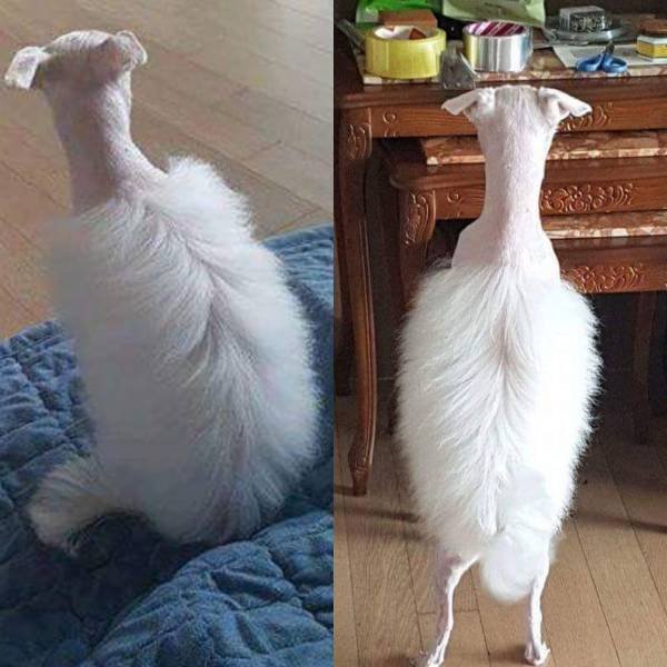 Bildschirmarbeiter - Picdump 20.10.2017