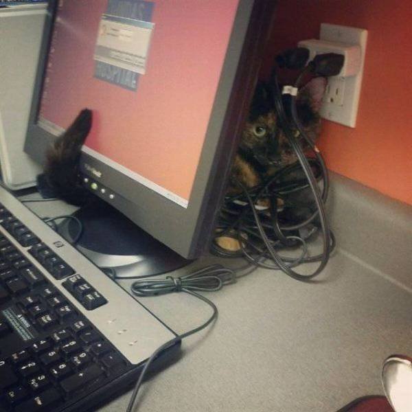 Bildschirmarbeiter - Picdump 20.10.2017