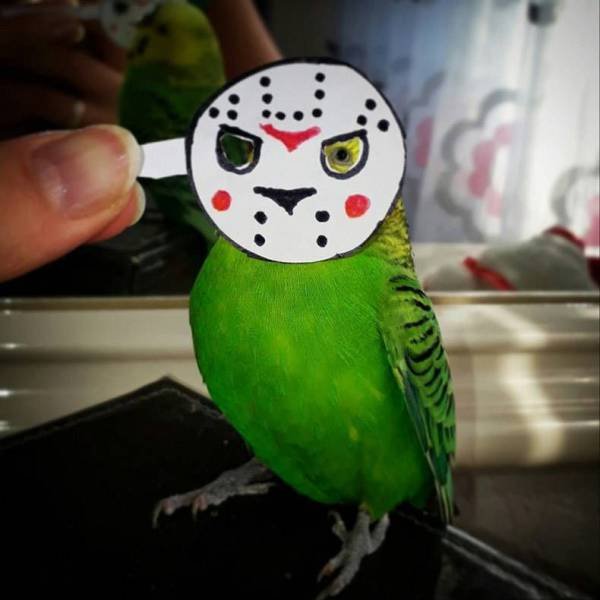 Bildschirmarbeiter - Picdump 20.10.2017