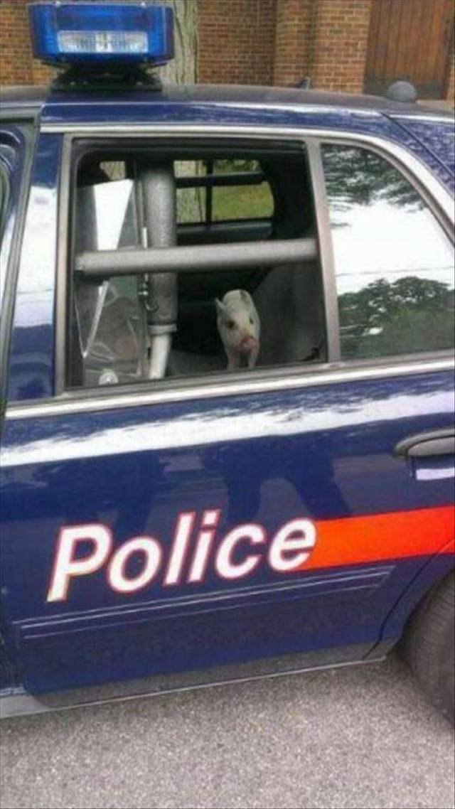 Bildschirmarbeiter - Picdump 03.11.2017