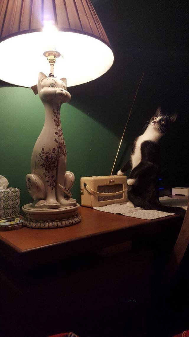 Bildschirmarbeiter - Picdump 10.11.2017