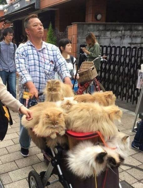 Bildschirmarbeiter - Picdump 17.11.2017