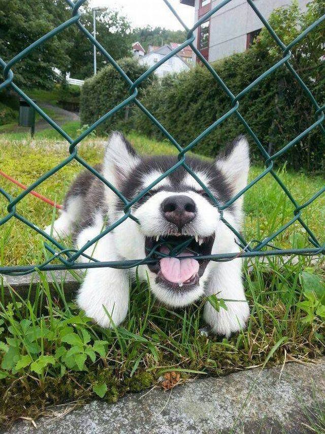 Bildschirmarbeiter - Picdump 08.12.2017