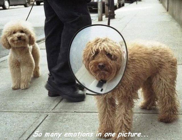 Bildschirmarbeiter - Picdump 08.12.2017