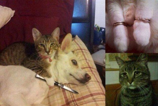 Bildschirmarbeiter - Picdump 08.12.2017