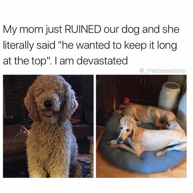 Bildschirmarbeiter - Picdump 15.12.2017