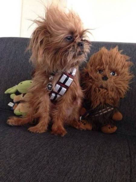 Bildschirmarbeiter - Picdump 15.12.2017