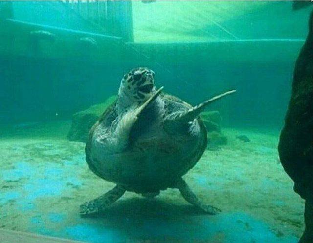 Bildschirmarbeiter - Picdump 22.12.2017