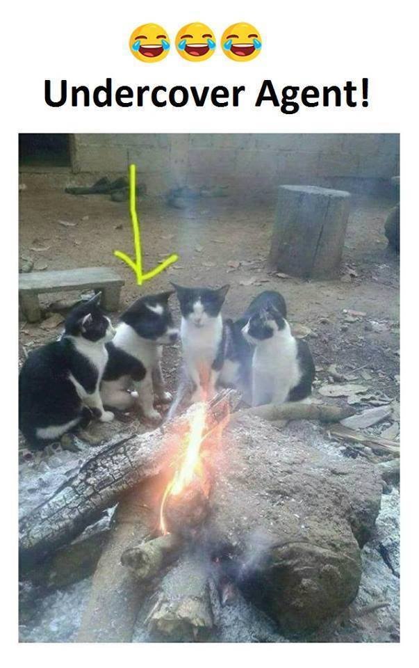 Bildschirmarbeiter - Picdump 22.12.2017