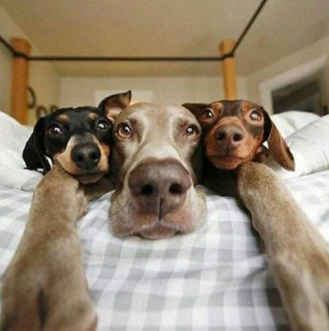 Bildschirmarbeiter - Picdump 29.12.2017