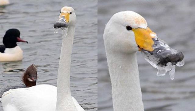 Bildschirmarbeiter - Picdump 29.12.2017