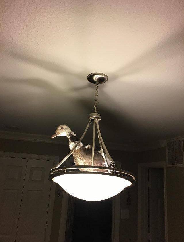 Bildschirmarbeiter - Picdump 12.01.2018