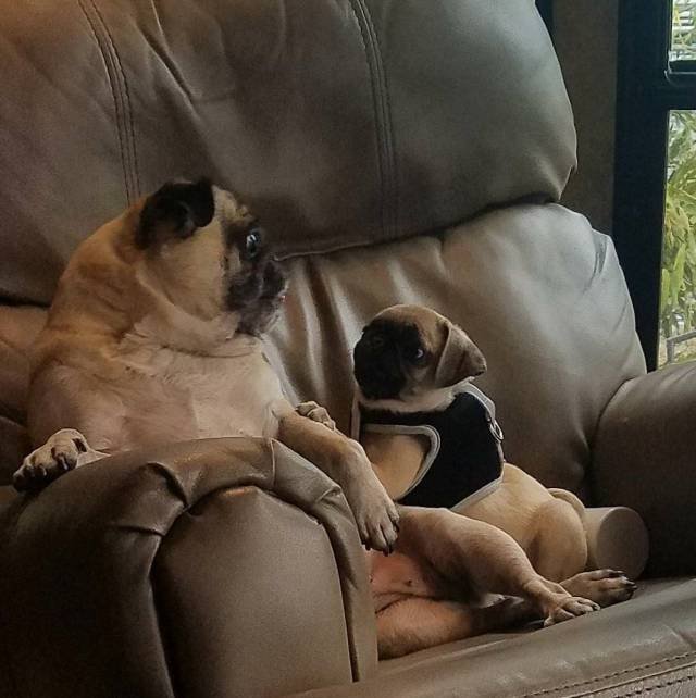 Bildschirmarbeiter - Picdump 12.01.2018