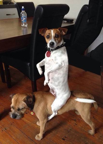 Bildschirmarbeiter - Picdump 12.01.2018