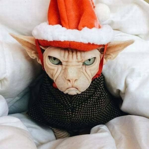 Bildschirmarbeiter - Picdump 19.01.2018